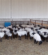 REPLACEMENT QUALITY EWE LAMBS